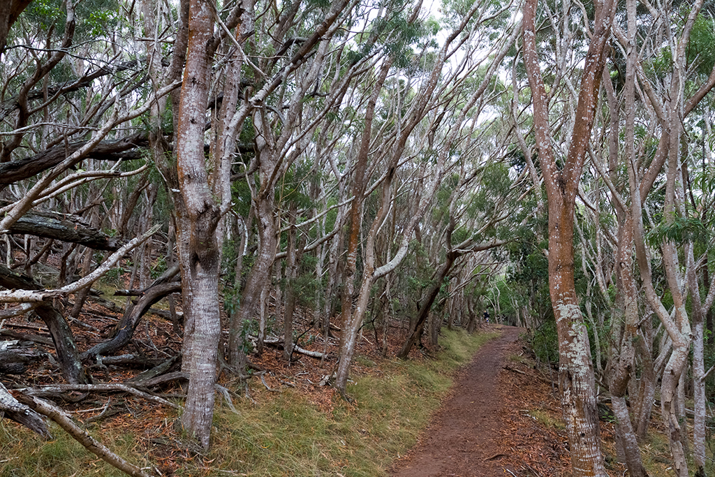 Kauai - 013.jpg